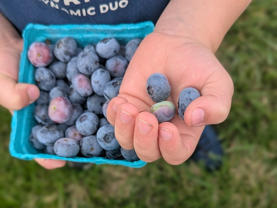 Temporary blueberry placeholder for South Fork photo 6